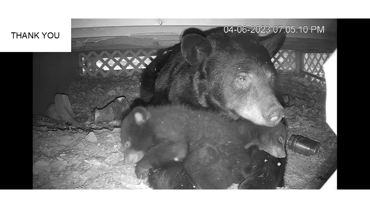 Thank You! Courtesy of the Pennsylvania Game Commission and the Poconos Bear Family